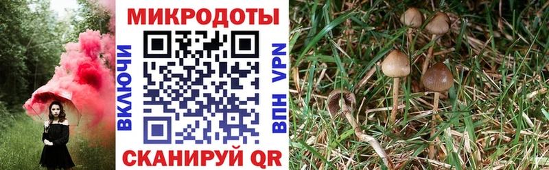 Псилоцибиновые грибы MAGIC MUSHROOMS Ладушкин